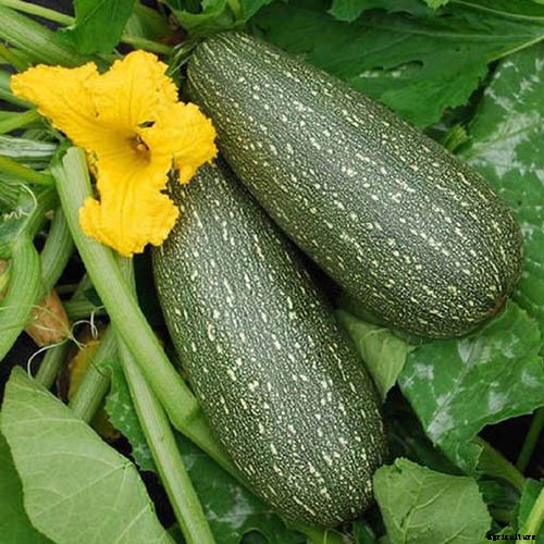 How to Grow Zucchini in Containers