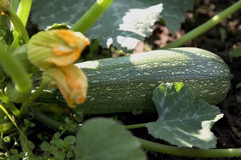 How to Grow Zucchini in Containers