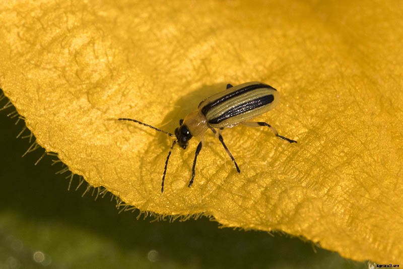 How to Grow Zucchini in Containers