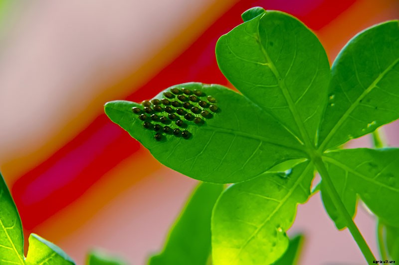 How to Grow Zucchini in Containers