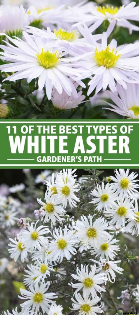 11 White Aster Varieties for the Late Summer to Fall Garden