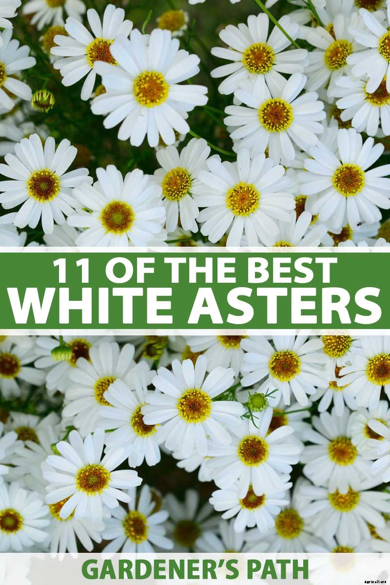 11 White Aster Varieties for the Late Summer to Fall Garden