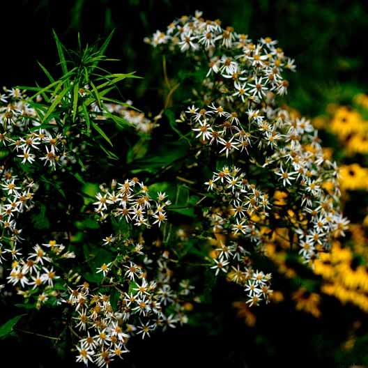 11 White Aster Varieties for the Late Summer to Fall Garden