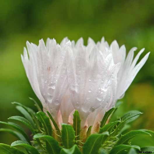 11 White Aster Varieties for the Late Summer to Fall Garden