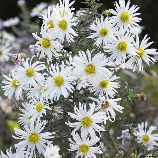 11 White Aster Varieties for the Late Summer to Fall Garden