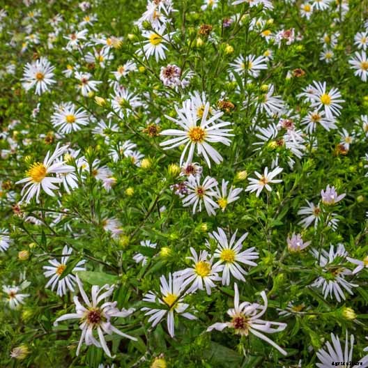 11 White Aster Varieties for the Late Summer to Fall Garden