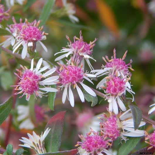 11 White Aster Varieties for the Late Summer to Fall Garden