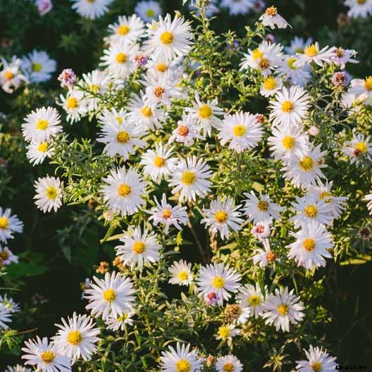 11 White Aster Varieties for the Late Summer to Fall Garden