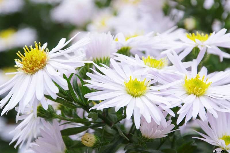 11 White Aster Varieties for the Late Summer to Fall Garden