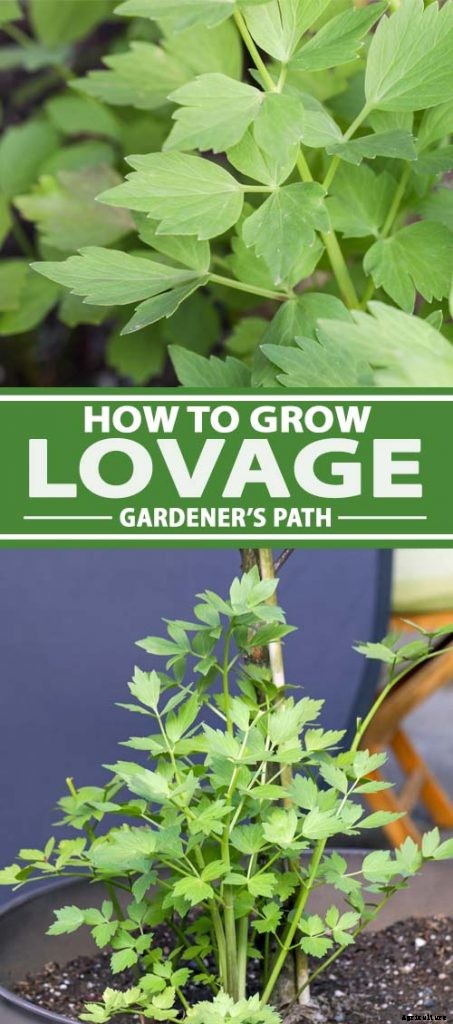 Growing Lovage: An Uncommon Herb with Many Uses