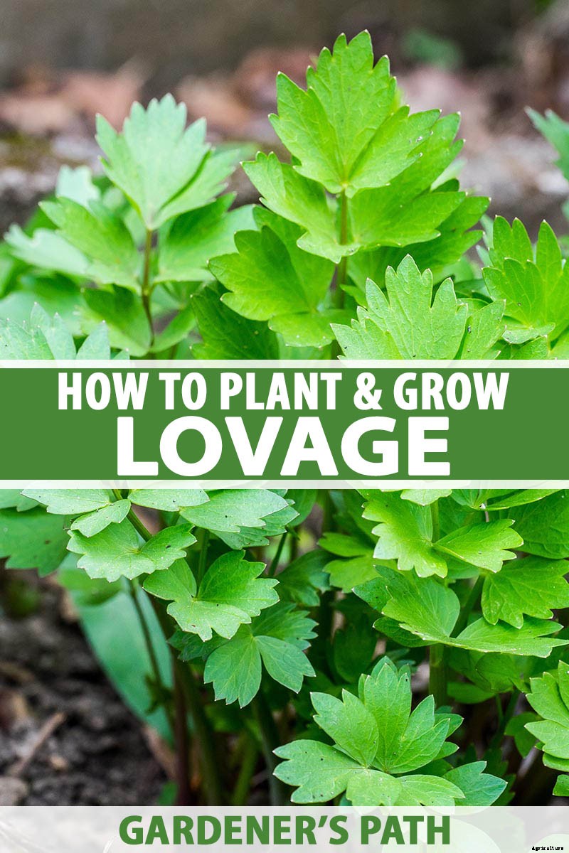 Growing Lovage: An Uncommon Herb with Many Uses