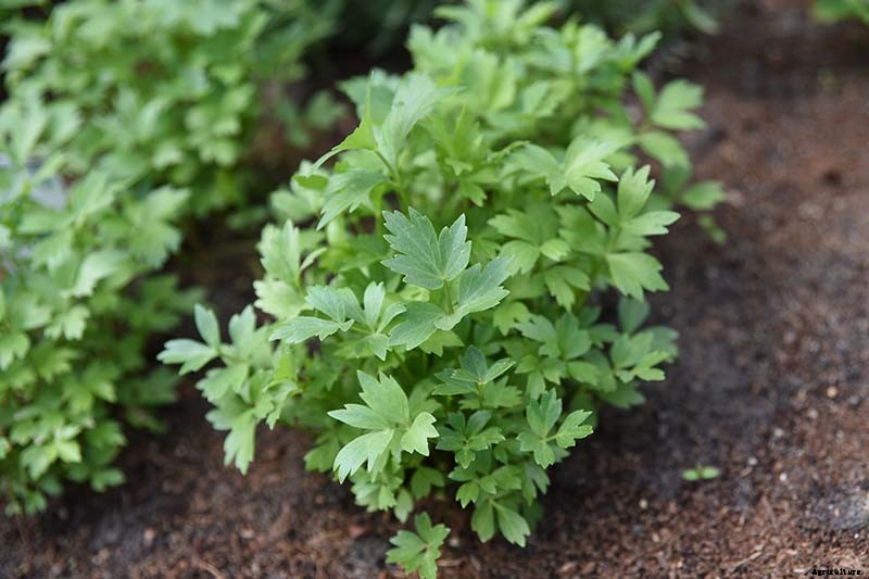 Growing Lovage: An Uncommon Herb with Many Uses