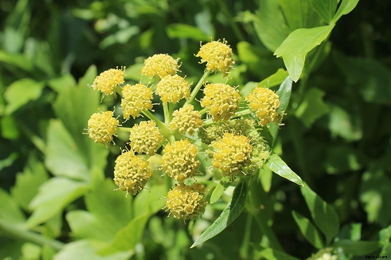 Growing Lovage: An Uncommon Herb with Many Uses