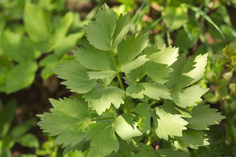 Growing Lovage: An Uncommon Herb with Many Uses