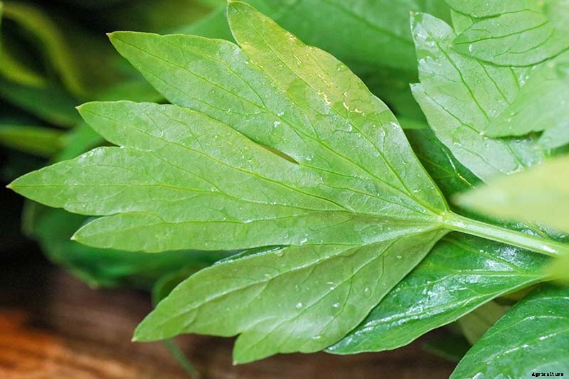 Growing Lovage: An Uncommon Herb with Many Uses
