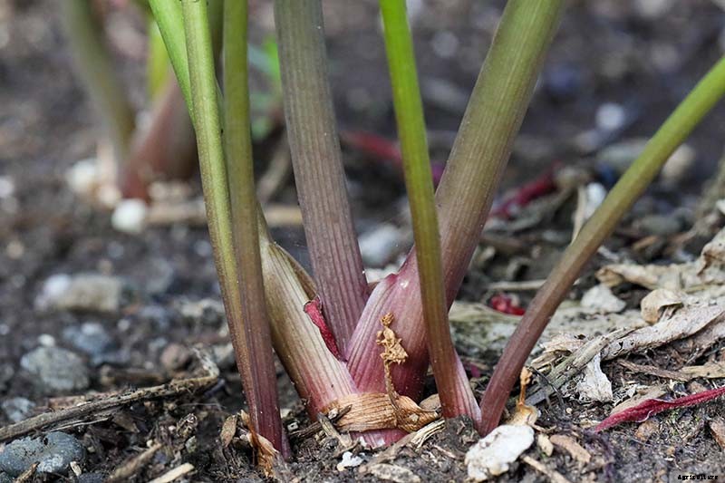 Growing Lovage: An Uncommon Herb with Many Uses