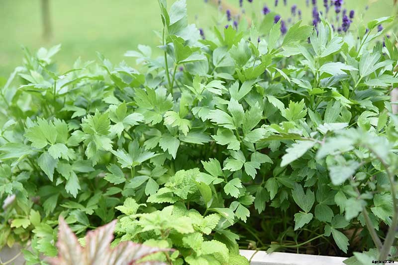 Growing Lovage: An Uncommon Herb with Many Uses