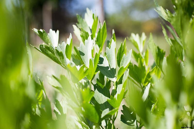 Growing Lovage: An Uncommon Herb with Many Uses