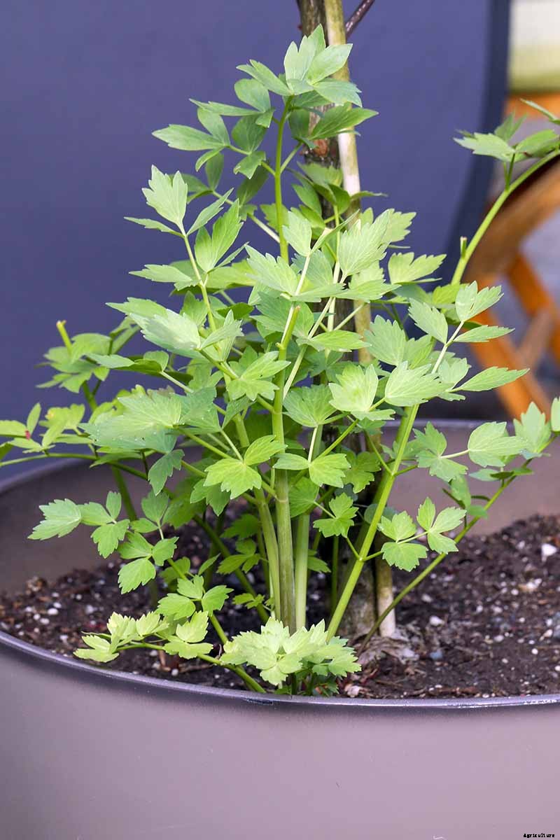 Growing Lovage: An Uncommon Herb with Many Uses
