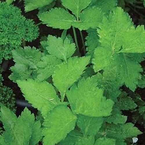 Growing Lovage: An Uncommon Herb with Many Uses