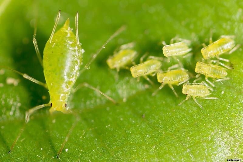 Growing Lovage: An Uncommon Herb with Many Uses