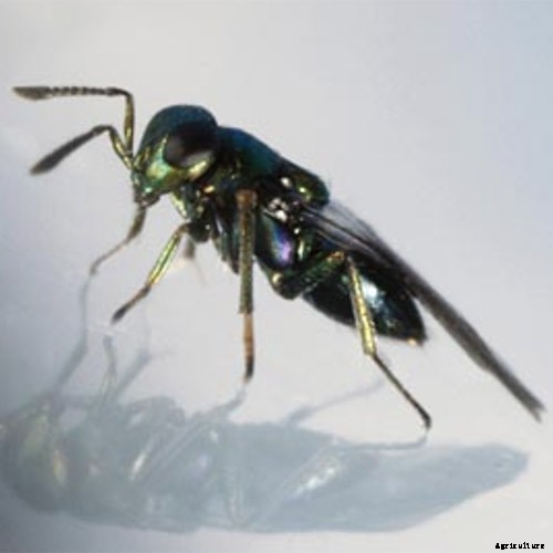 Growing Lovage: An Uncommon Herb with Many Uses