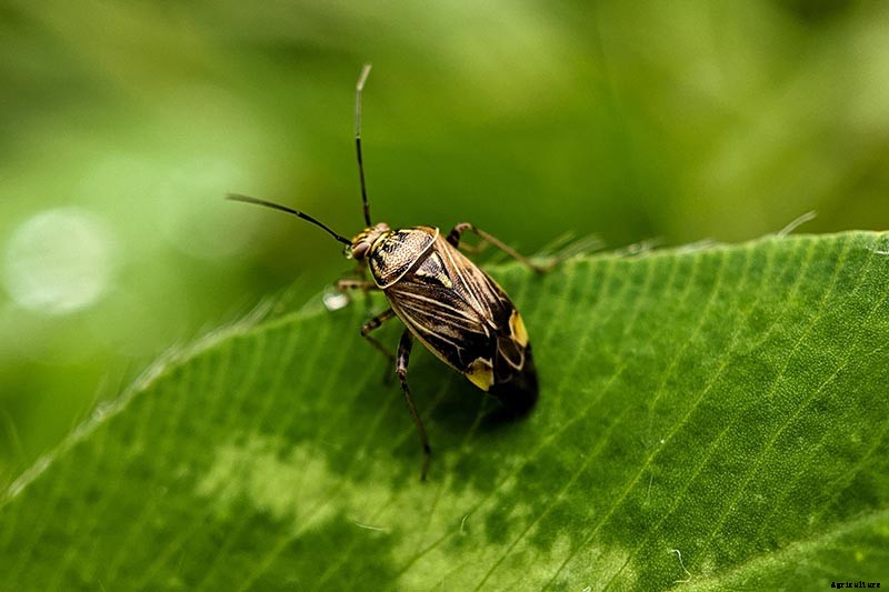 Growing Lovage: An Uncommon Herb with Many Uses