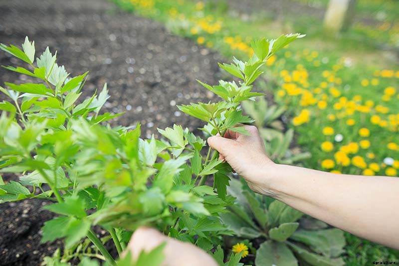 Growing Lovage: An Uncommon Herb with Many Uses