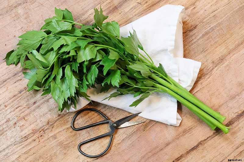 Growing Lovage: An Uncommon Herb with Many Uses