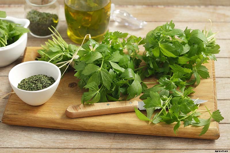 Growing Lovage: An Uncommon Herb with Many Uses