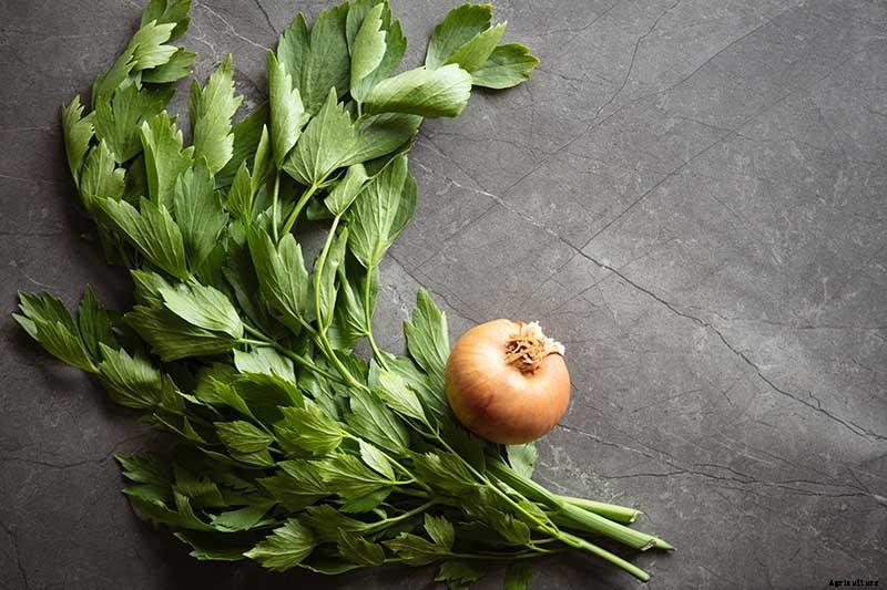 Growing Lovage: An Uncommon Herb with Many Uses