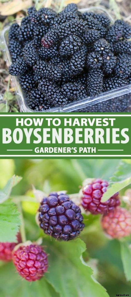When and How to Harvest Boysenberries, a Tart Summertime Delight