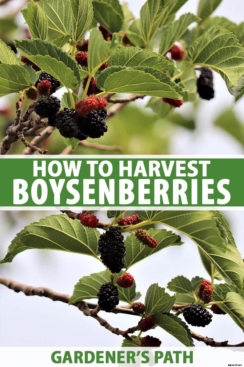 When and How to Harvest Boysenberries, a Tart Summertime Delight