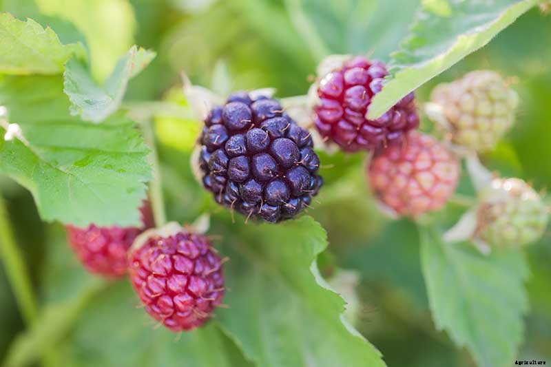When and How to Harvest Boysenberries, a Tart Summertime Delight