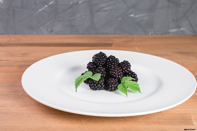 When and How to Harvest Boysenberries, a Tart Summertime Delight