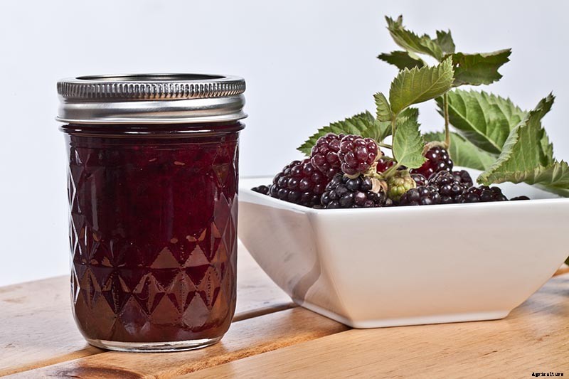 When and How to Harvest Boysenberries, a Tart Summertime Delight