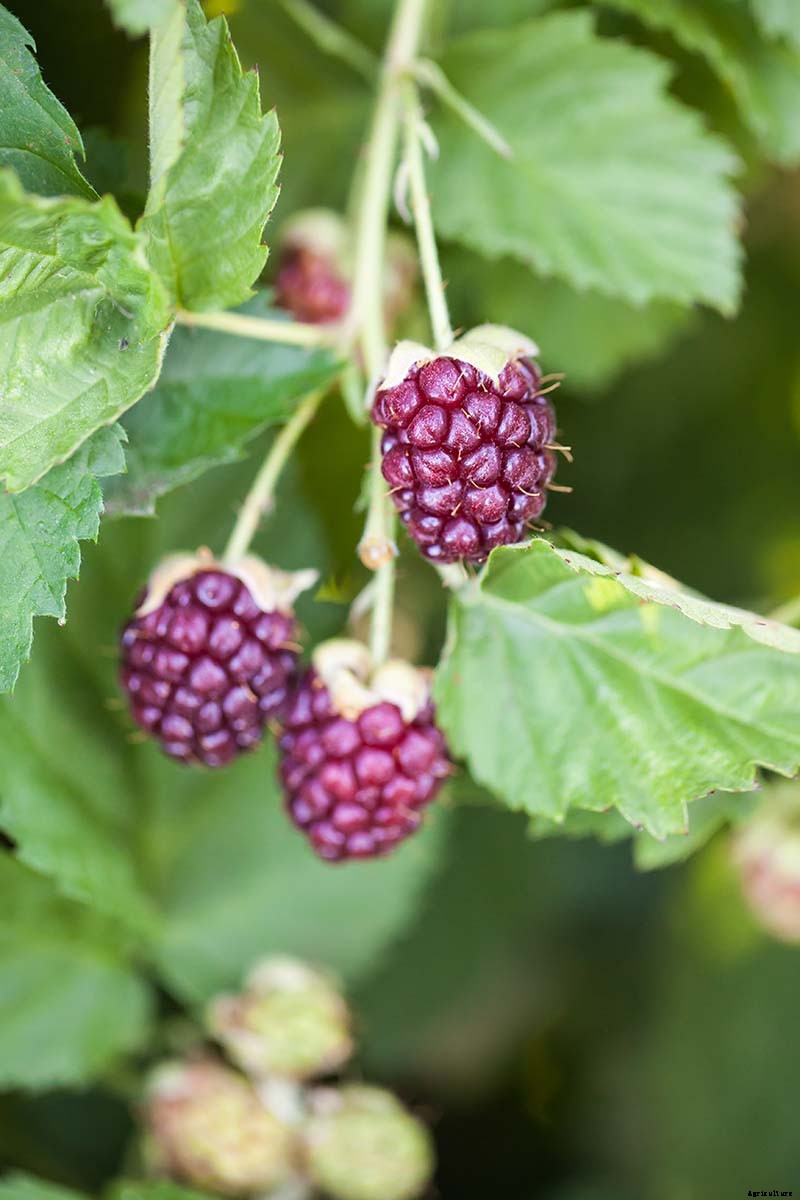 When and How to Harvest Boysenberries, a Tart Summertime Delight