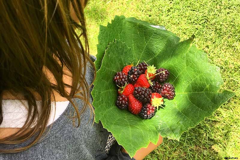 When and How to Harvest Boysenberries, a Tart Summertime Delight