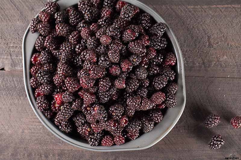 When and How to Harvest Boysenberries, a Tart Summertime Delight