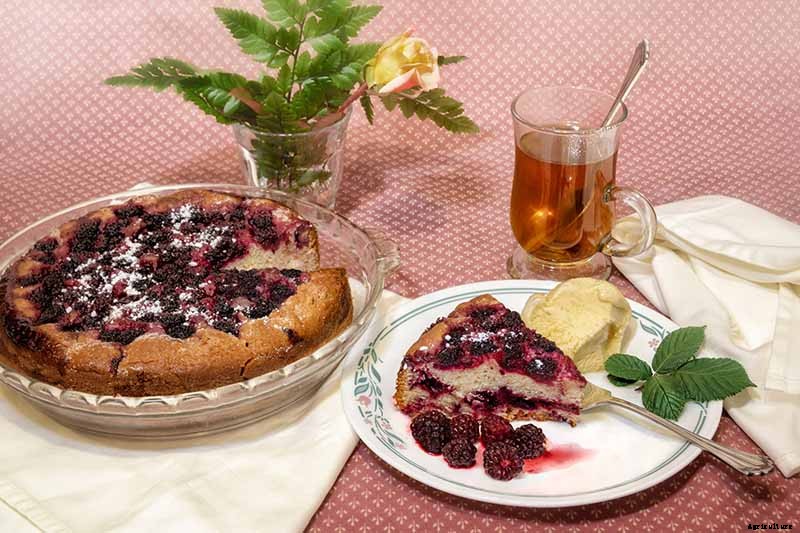 When and How to Harvest Boysenberries, a Tart Summertime Delight