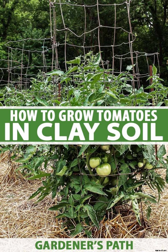 How to Plant and Grow Tomatoes in Clay Soil