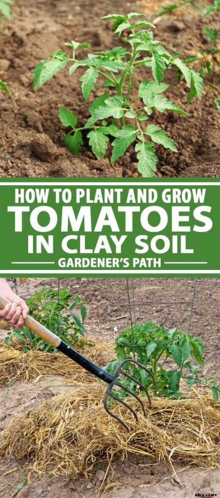 How to Plant and Grow Tomatoes in Clay Soil