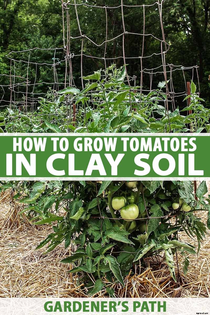 How to Plant and Grow Tomatoes in Clay Soil