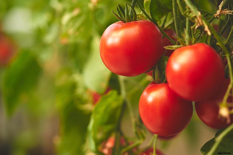 How to Plant and Grow Tomatoes in Clay Soil