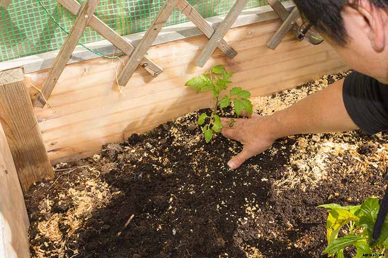 How to Plant and Grow Tomatoes in Clay Soil