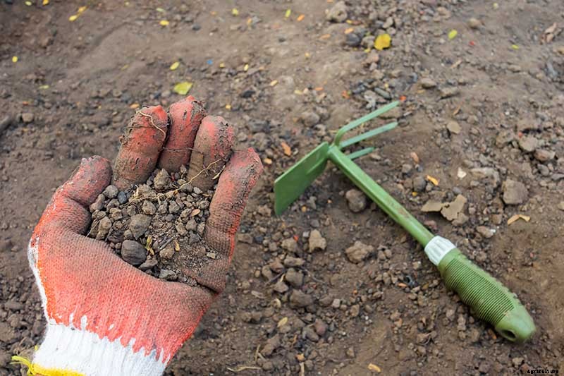 How to Plant and Grow Tomatoes in Clay Soil