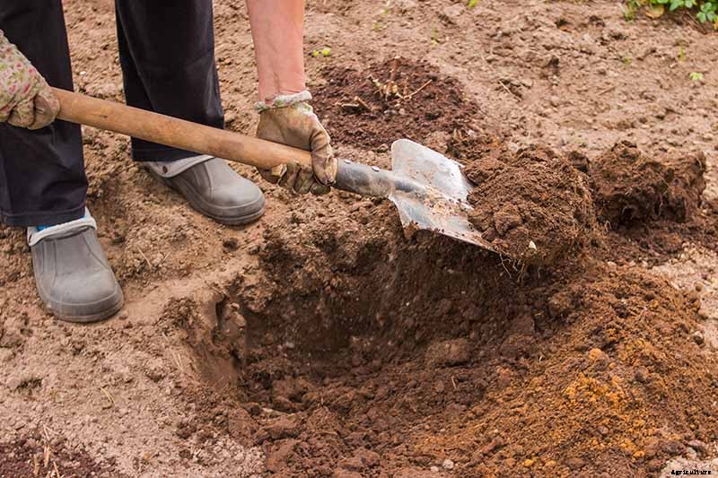 How to Plant and Grow Tomatoes in Clay Soil