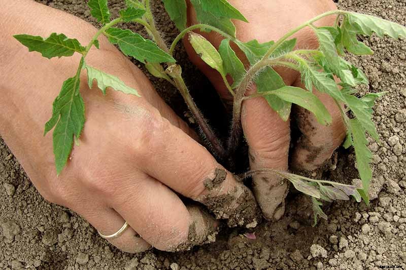 How to Plant and Grow Tomatoes in Clay Soil