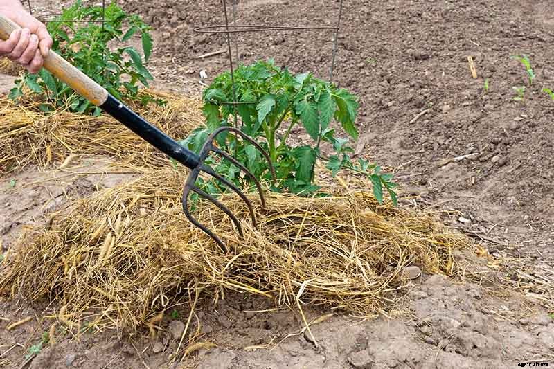 How to Plant and Grow Tomatoes in Clay Soil