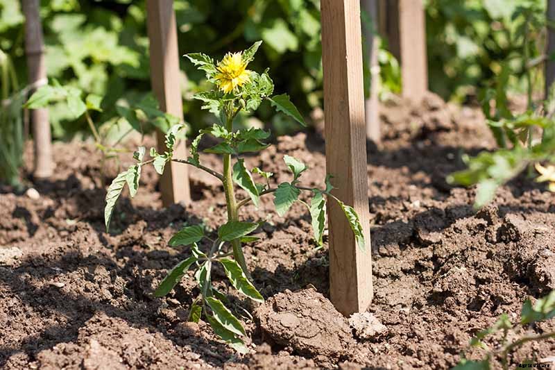 How to Plant and Grow Tomatoes in Clay Soil